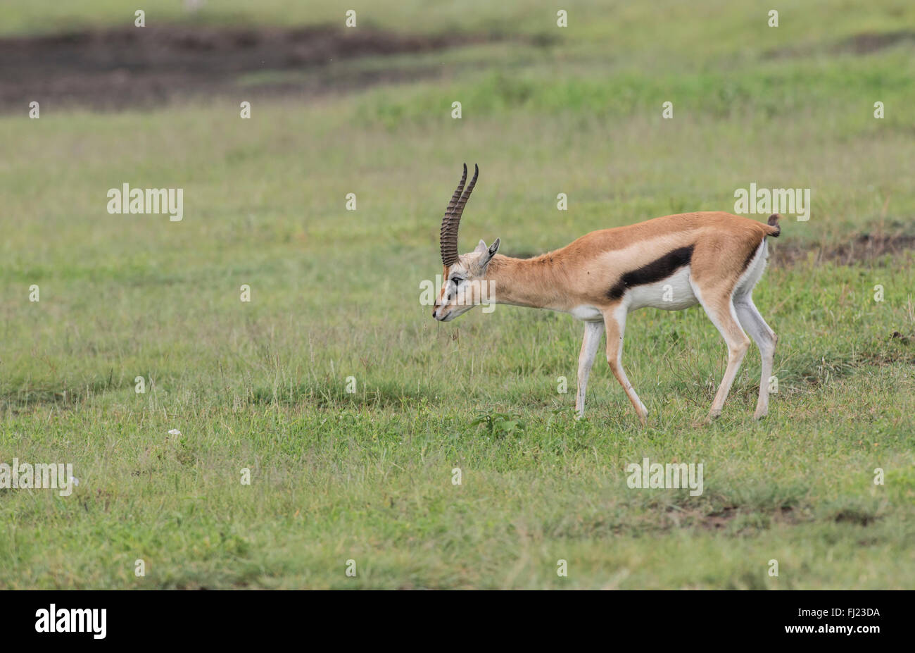 Gazelle De Thomson High Resolution Stock Photography and Images - Alamy