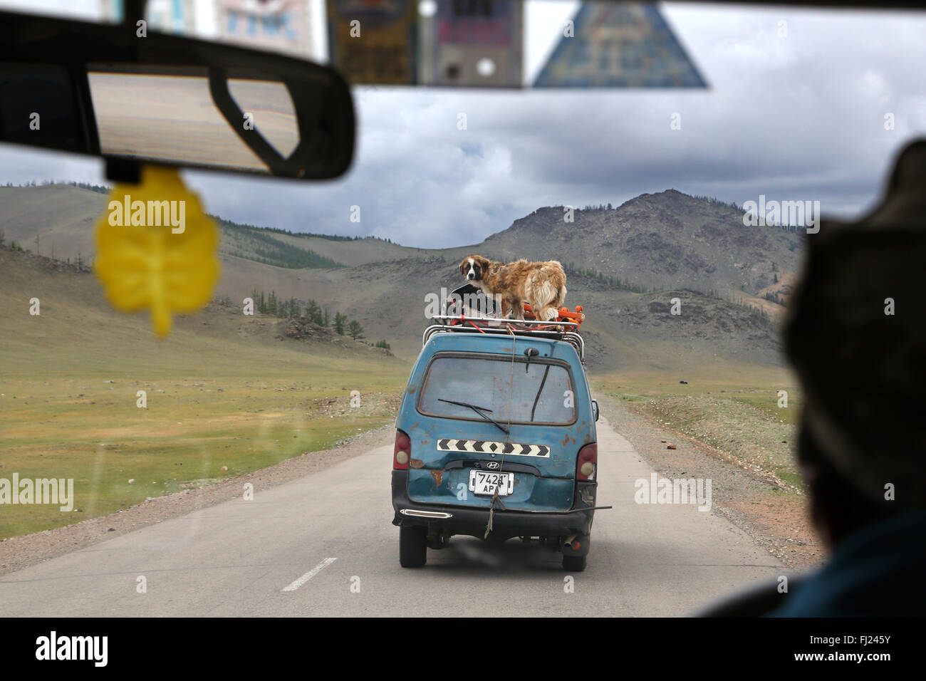 Dog transported on a car in Mongolia Stock Photo