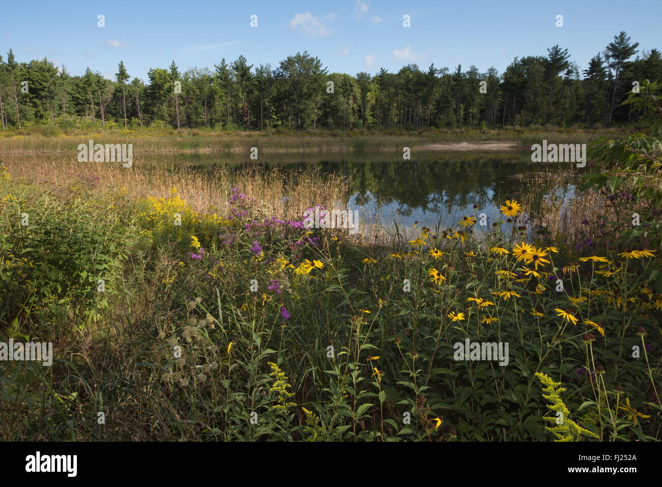 Lush foliage and multiple blossoms of the Black-Eyed Susan adjacent to a large pond with a wooded area in the background. Stock Photo