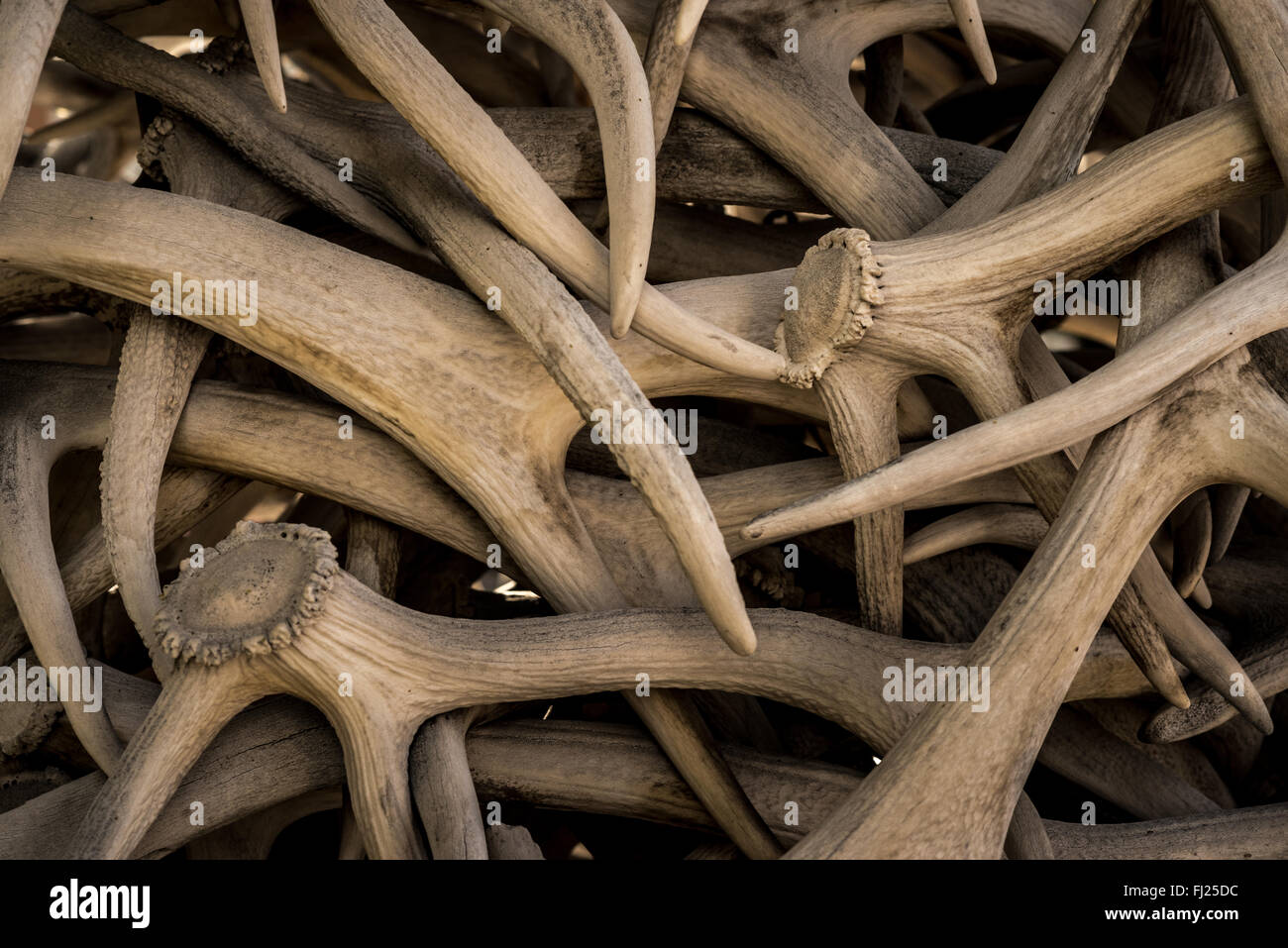 Elk antlers bundled together. Stock Photo