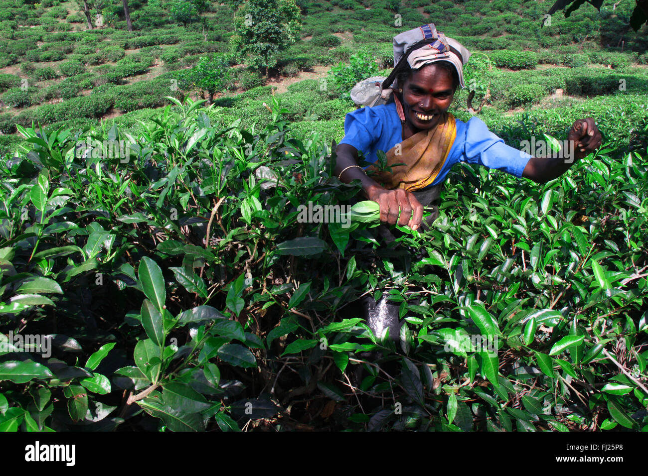 Women working in tea estate in Sri Lanka Stock Photo