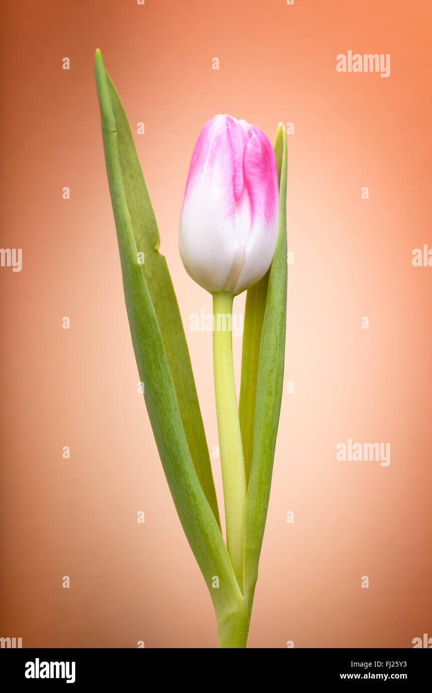 Pink tulip isolated on hi-res stock photography and images - Alamy