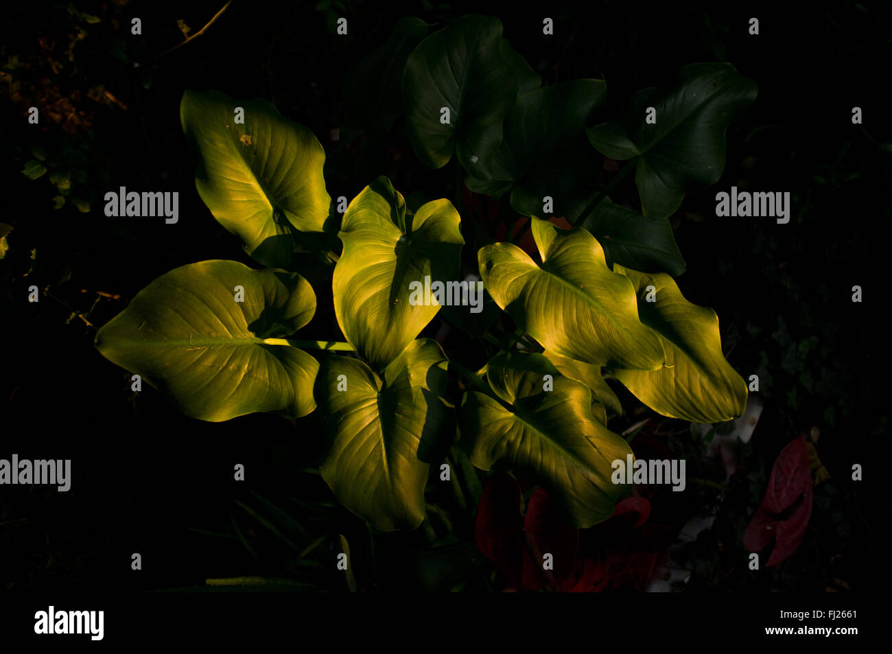 Plant in the dark. Stock Photo