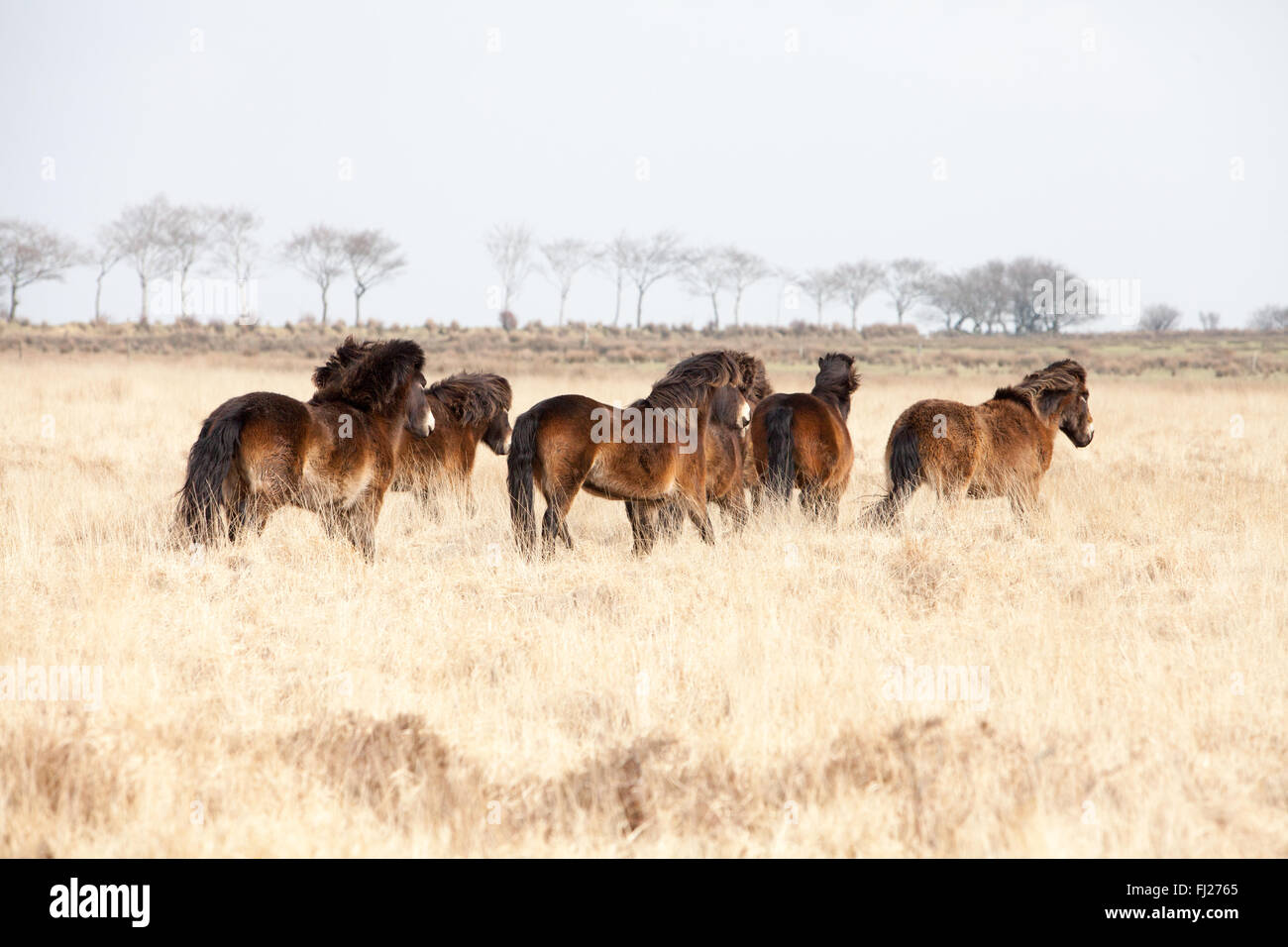 Wild Exmoor Pony Herd On Exmoor In North Devon Stock Photo