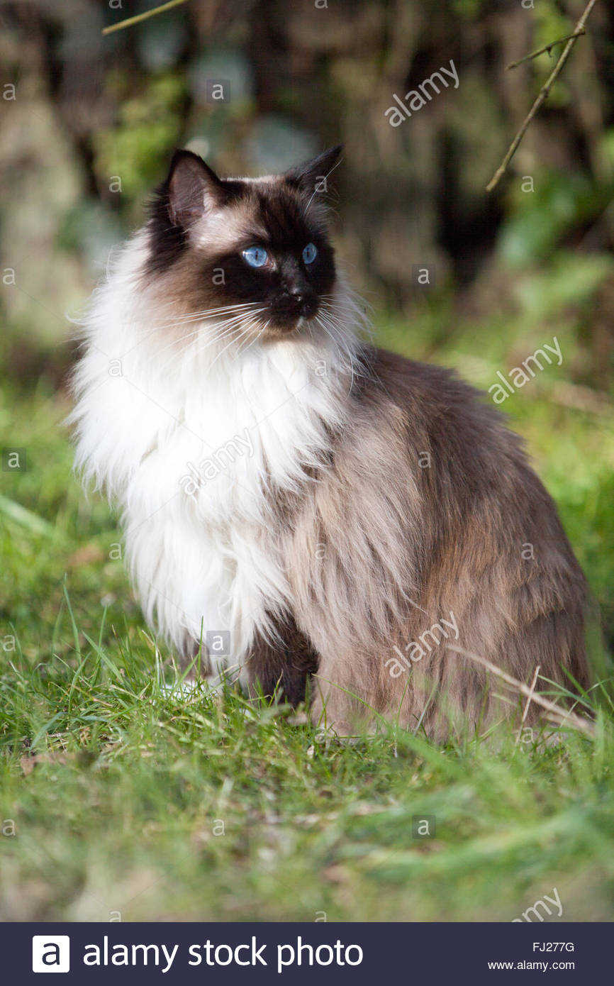 seal mitted ragdoll