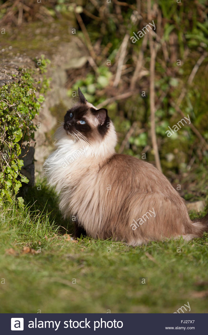 seal mitted ragdoll