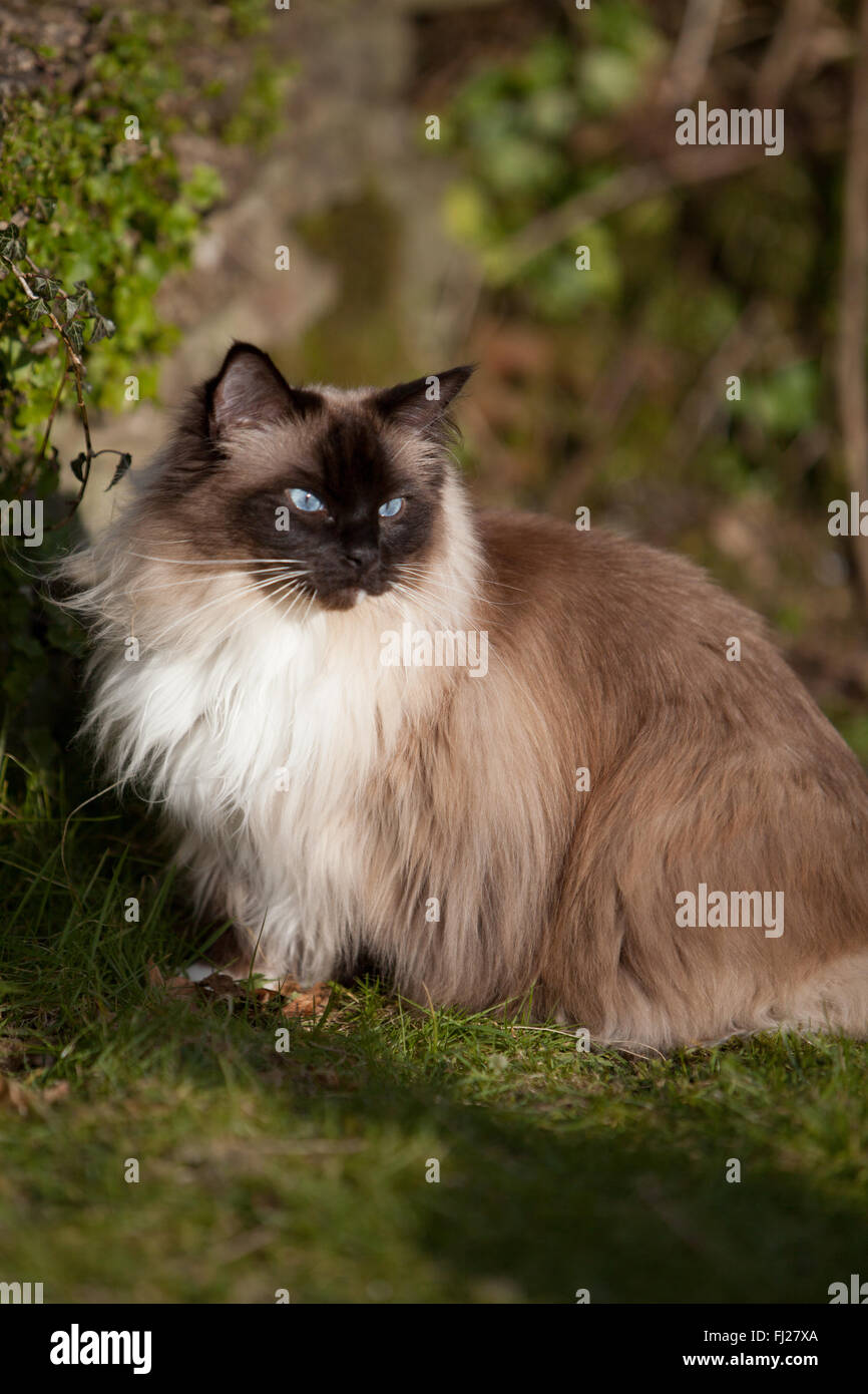 Seal Mitted Ragdoll Cat In The Garden Stock Photo - Alamy