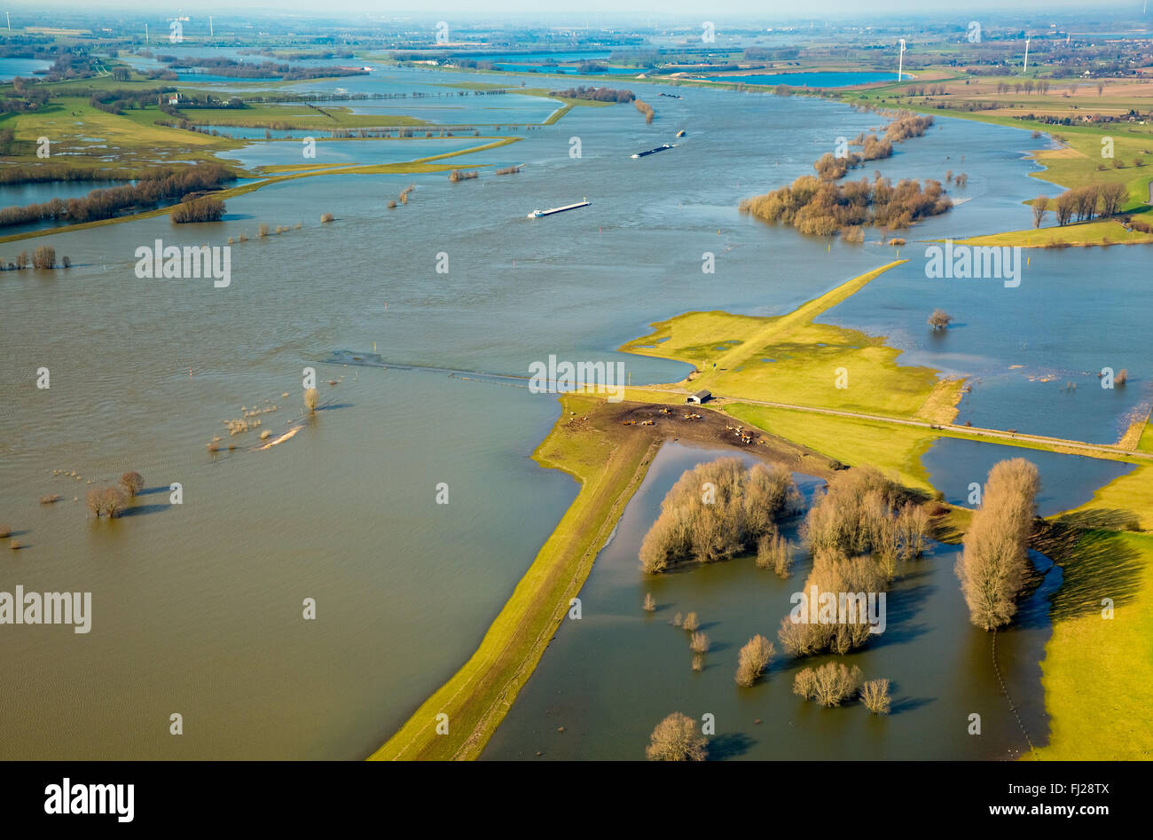 Aerial view, flood floodplains in Wesel and Xanten, Rhine, inland waterways, blue sky, high level state, barn with cows Stock Photo