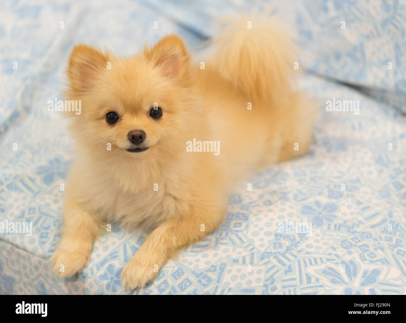 Cute pomeranian dog smiling on the sofa Stock Photo