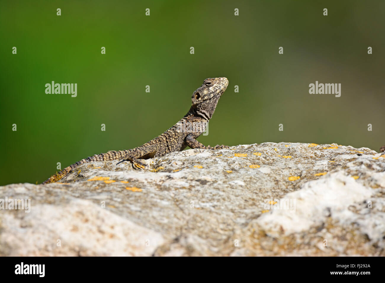 Agama lizard basking in the sun Stock Photo