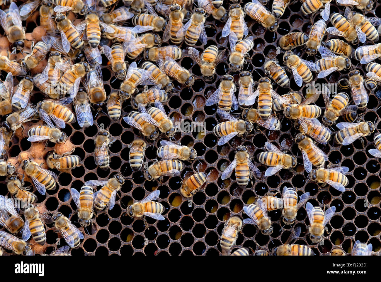 Inside Bee Hive Stock Photos & Inside Bee Hive Stock Images Alamy