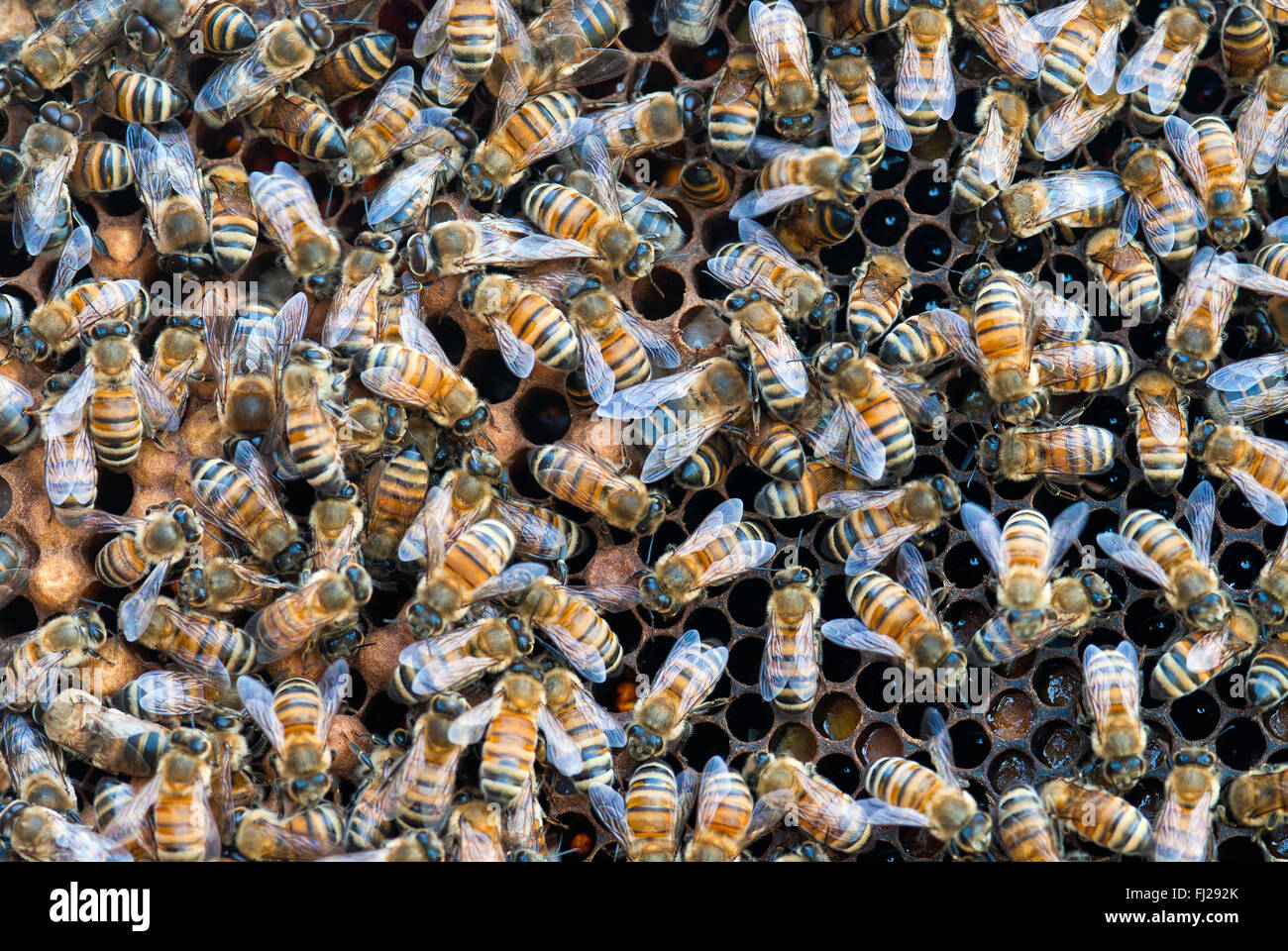 Bees inside a beehive. Stock Photo