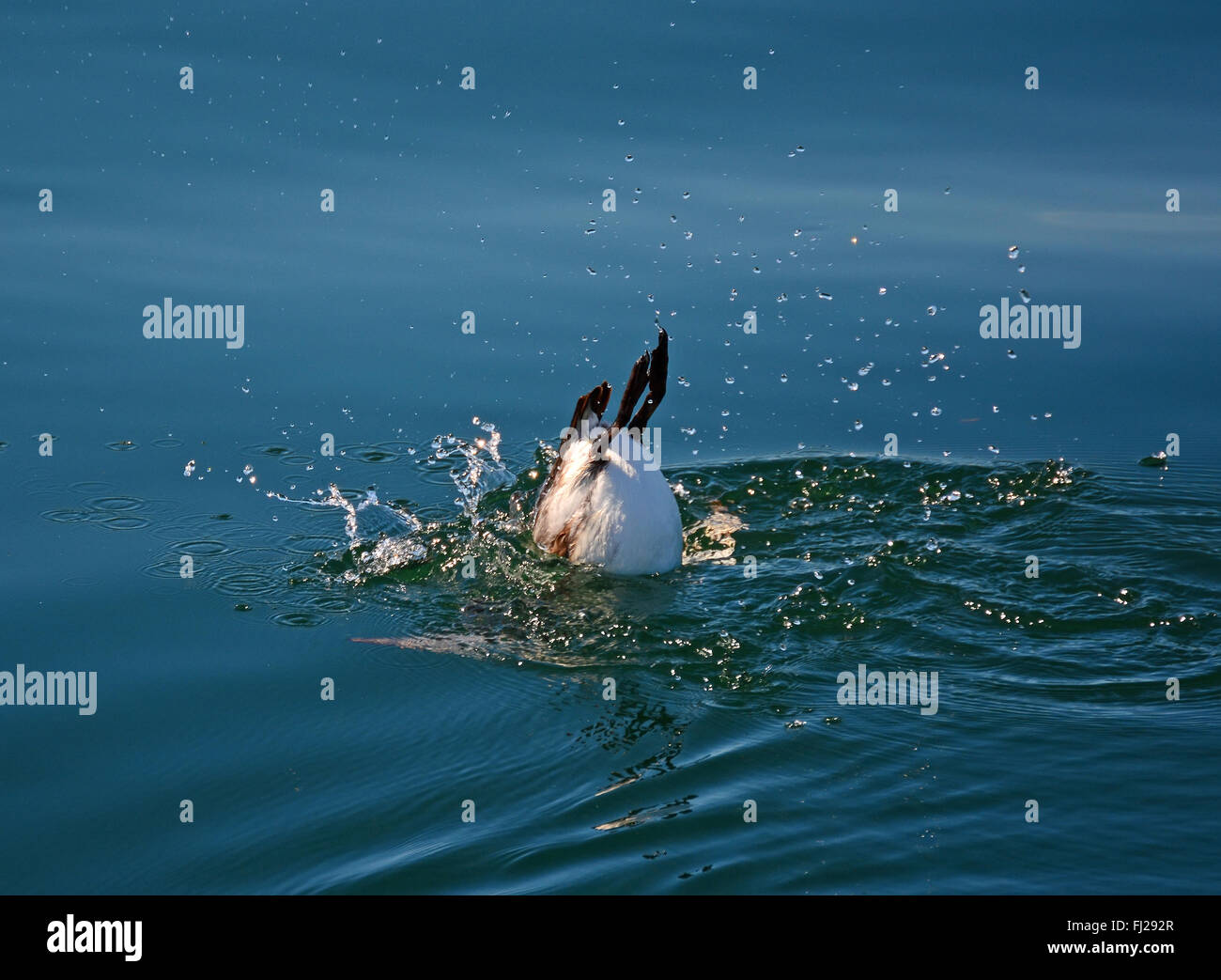 Common murre,  Uria aalge, dive into the ocean Stock Photo