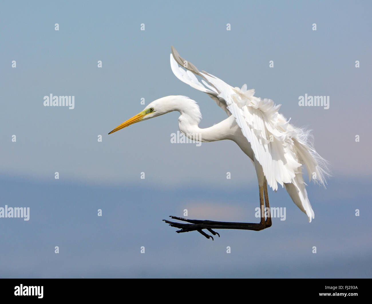 Great egret landing Stock Photo