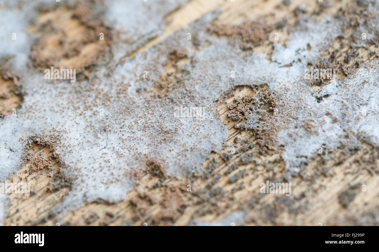 Thick mold texture on wood Stock Photo