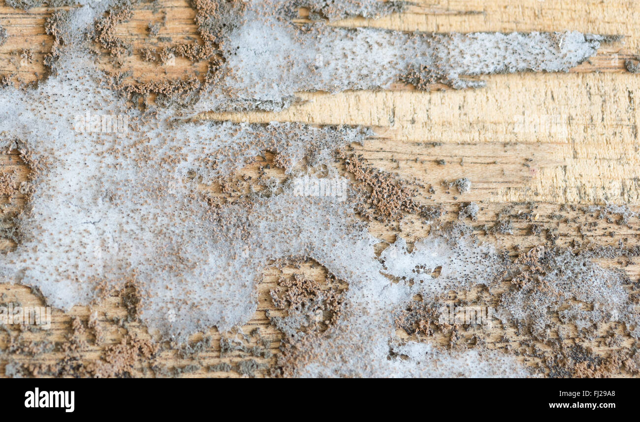 Thick mold texture on wood Stock Photo