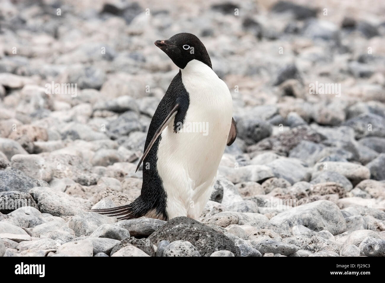 Adult animal offspring ocean hi-res stock photography and images - Alamy