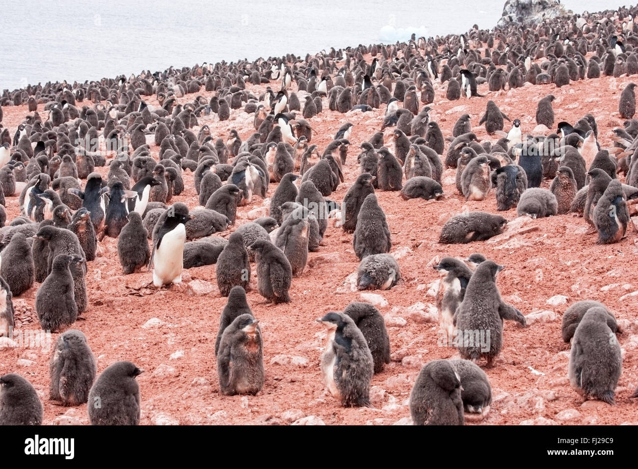Adelie penguin (Pygoscelis adeliae) showing many adults and chicks in ...