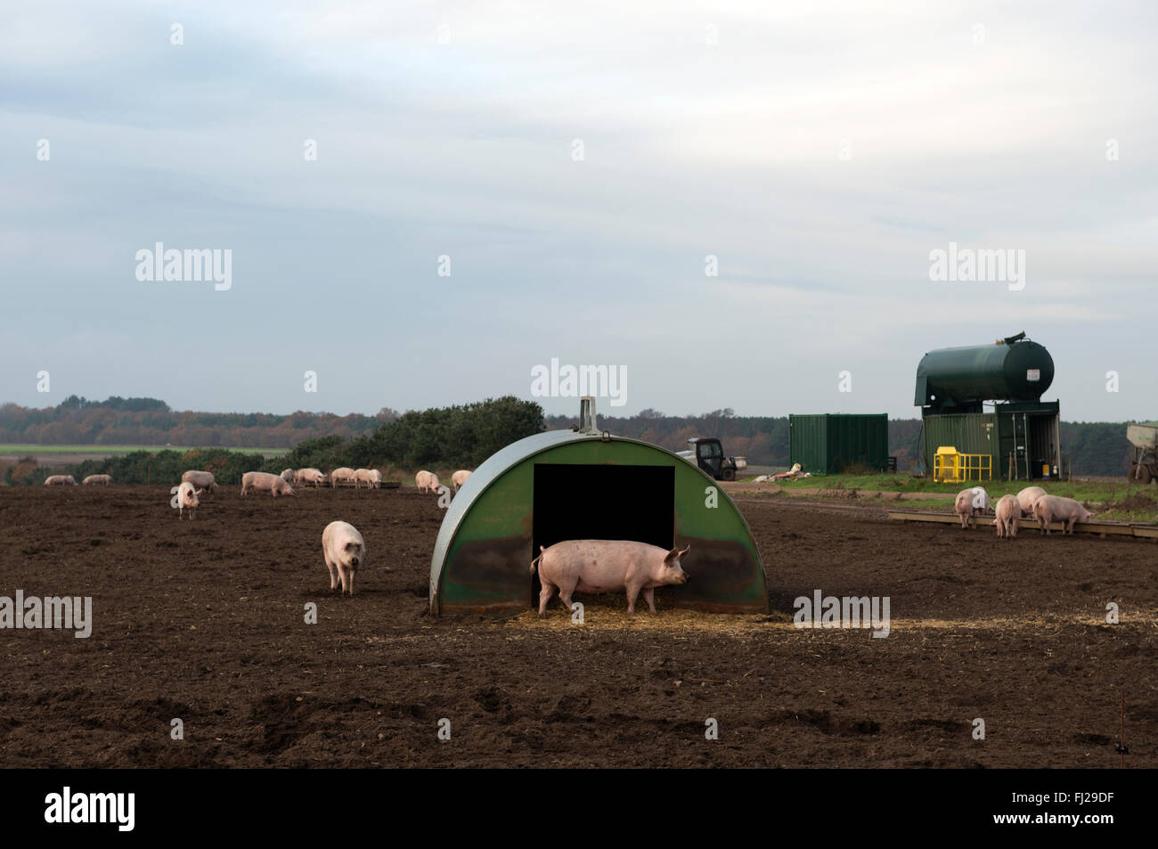 Outdoor pig breeding, Sutton Heath, Suffolk, UK. Stock Photo