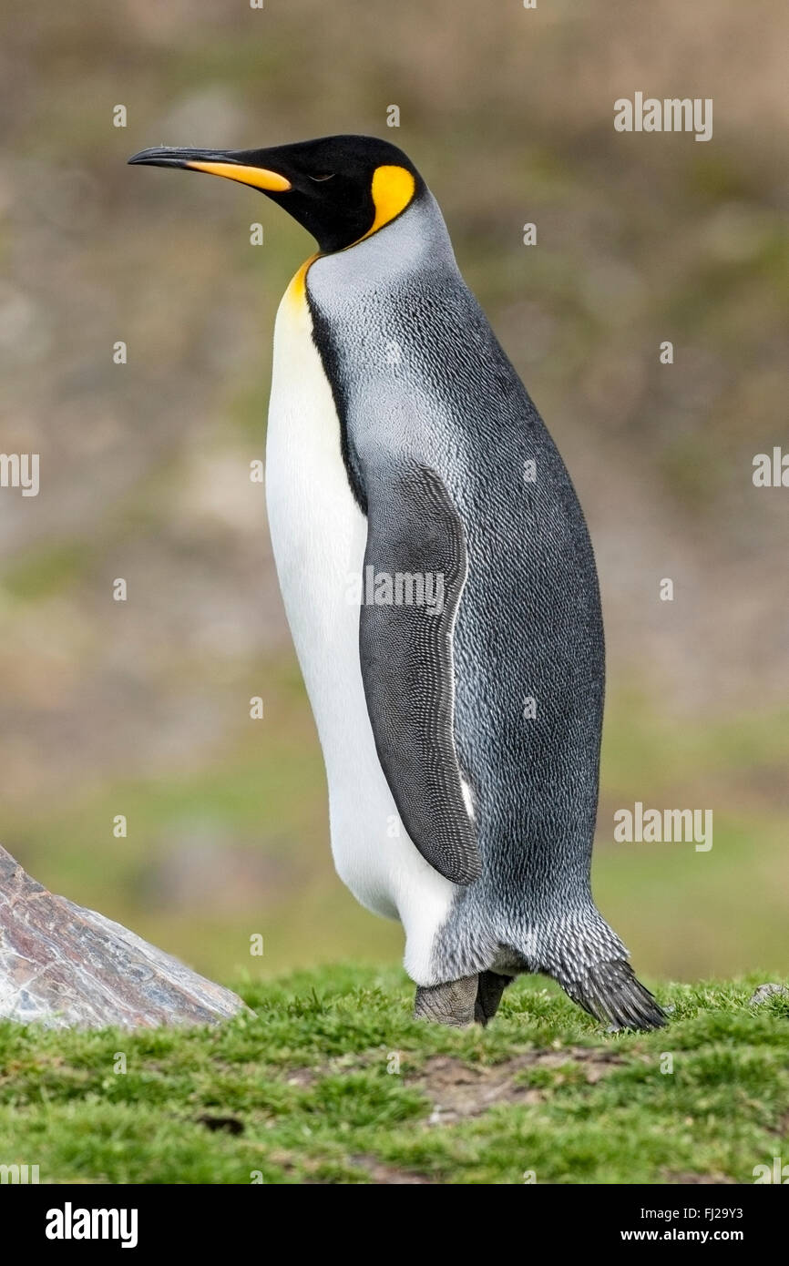 king penguin (Aptenodytes patagonicus) single adult standing in