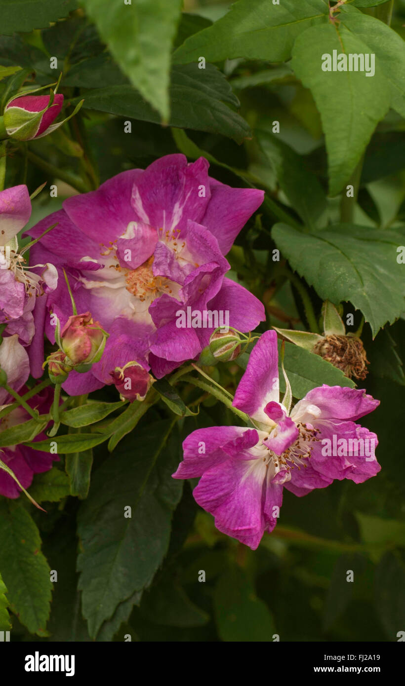 Rosa blanda,  MEADOW ROSE , smooth rose, wild rose, prairie rose, species Stock Photo