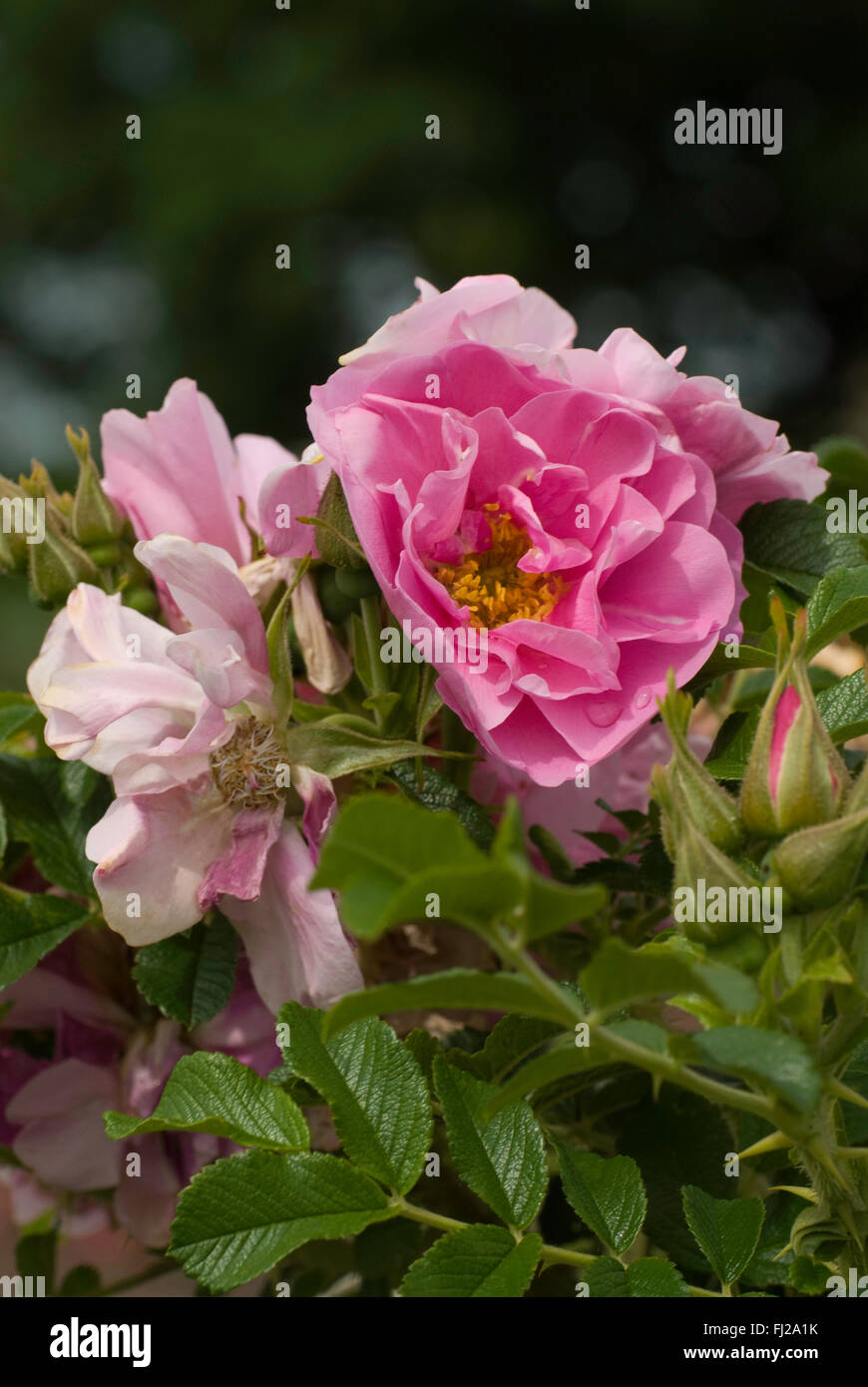 pink Hybrid Rugosa, Rose  JENS MUNK Stock Photo