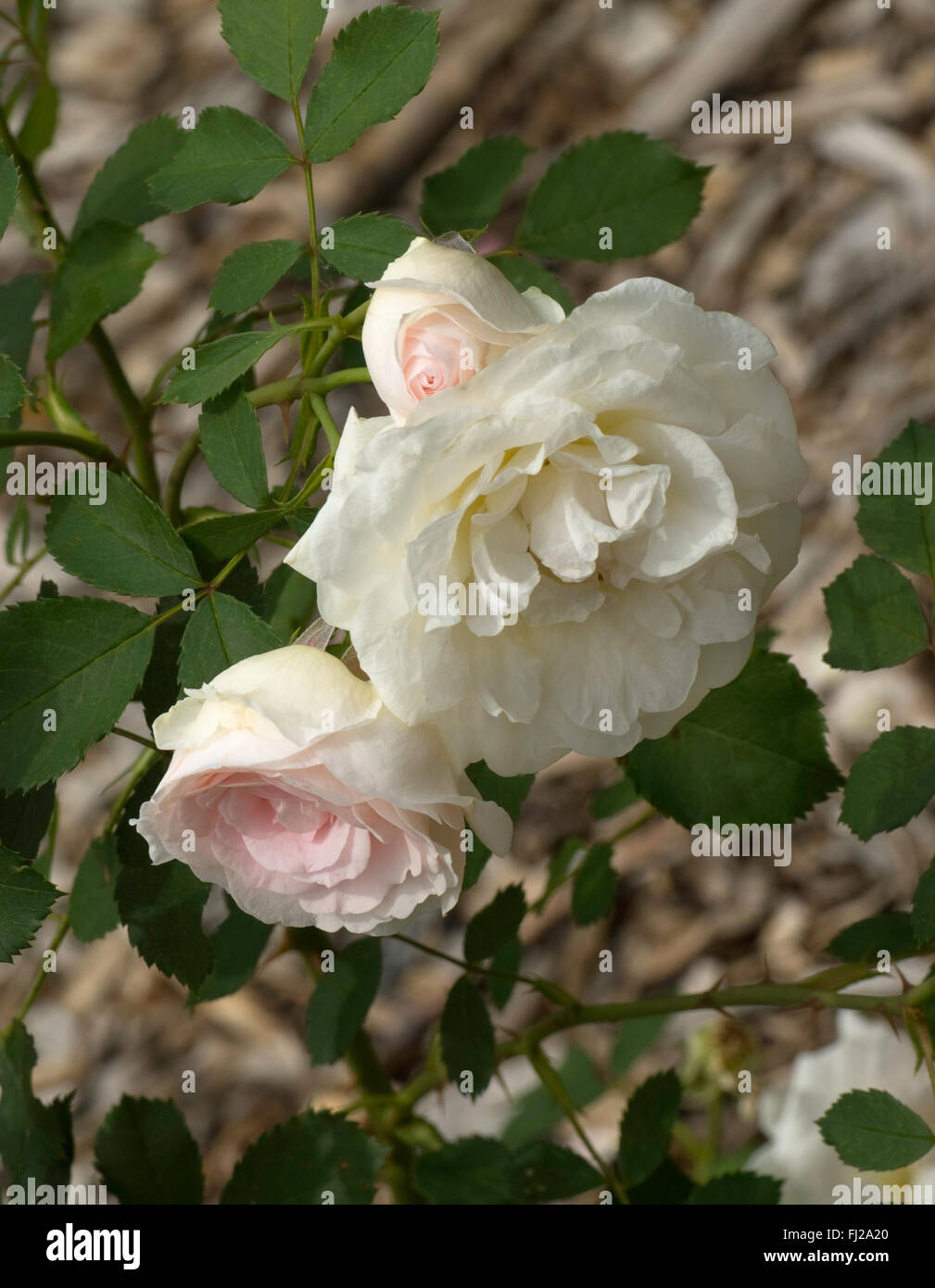 shrub rose, MORDEN BLUSH, Parkland Series, Canada, Very Hardy Stock