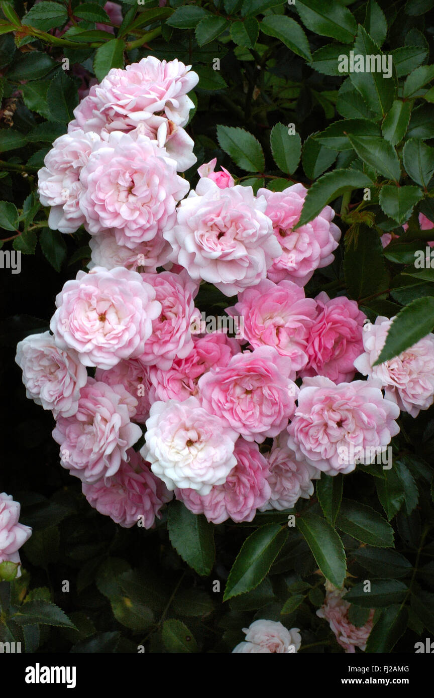 Rose ,THE FAIRY , Polyantha Stock Photo