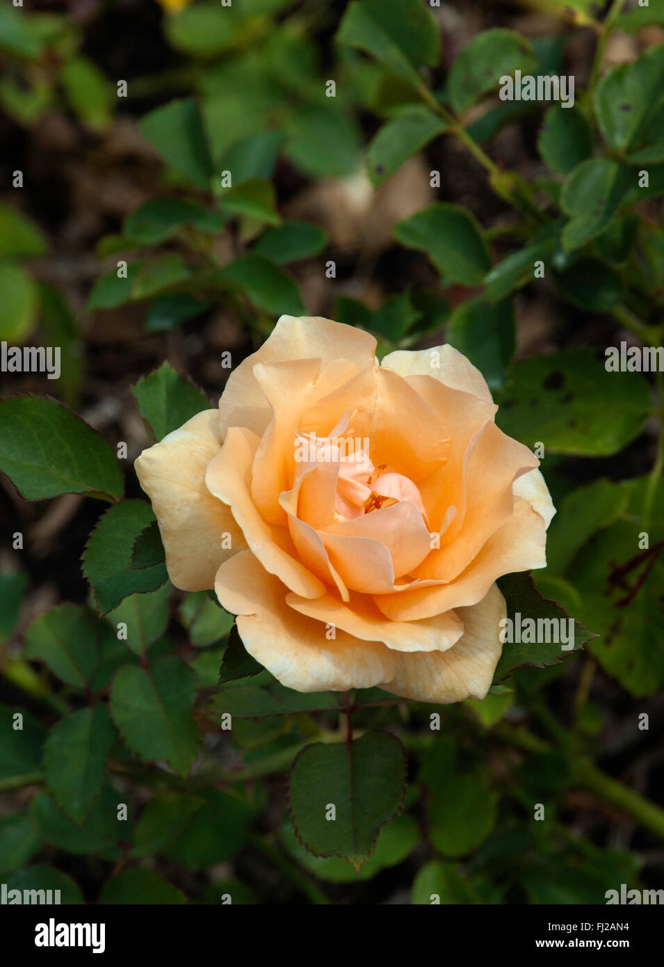 Griffith Buck, shrub Rose  WINTER SUNSET,    aka Fuzzy Navel Stock Photo