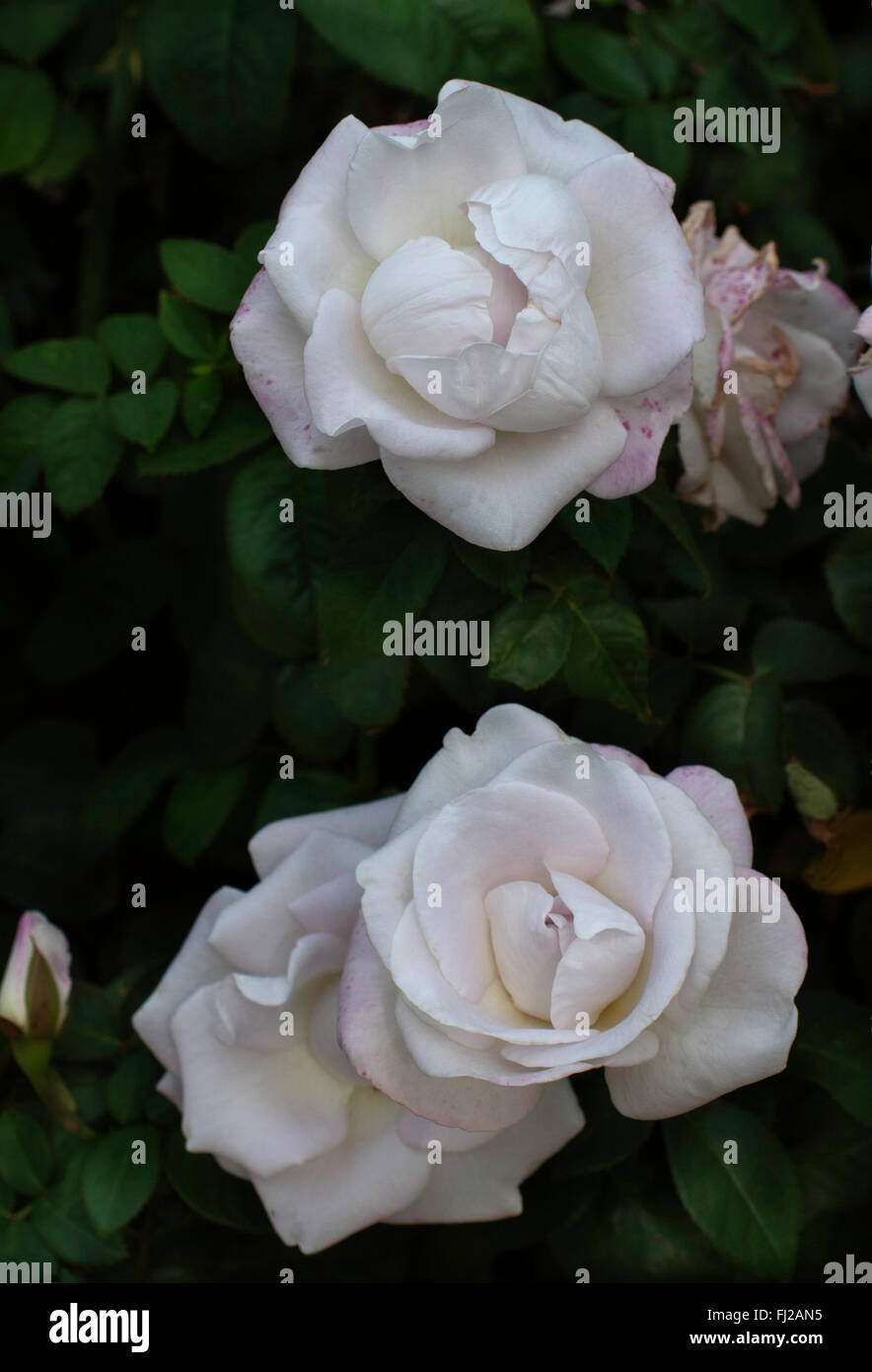 WORLD WAR II MEMORIAL HYBRID TEA Rose Stock Photo Alamy