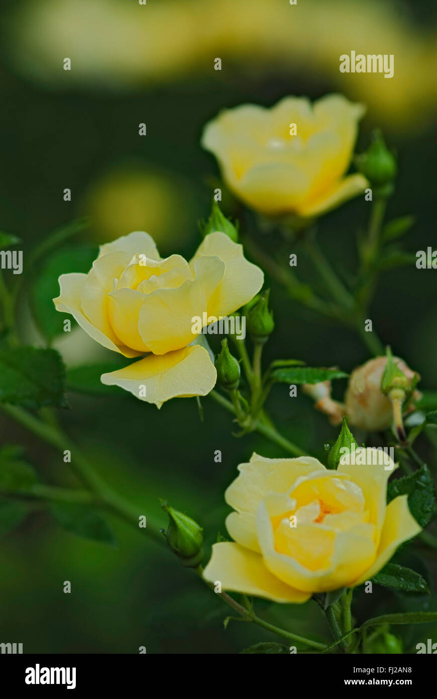Shrub Rose, Flower Carpet Sunshine, Flower Carpet Yellow Stock Photo