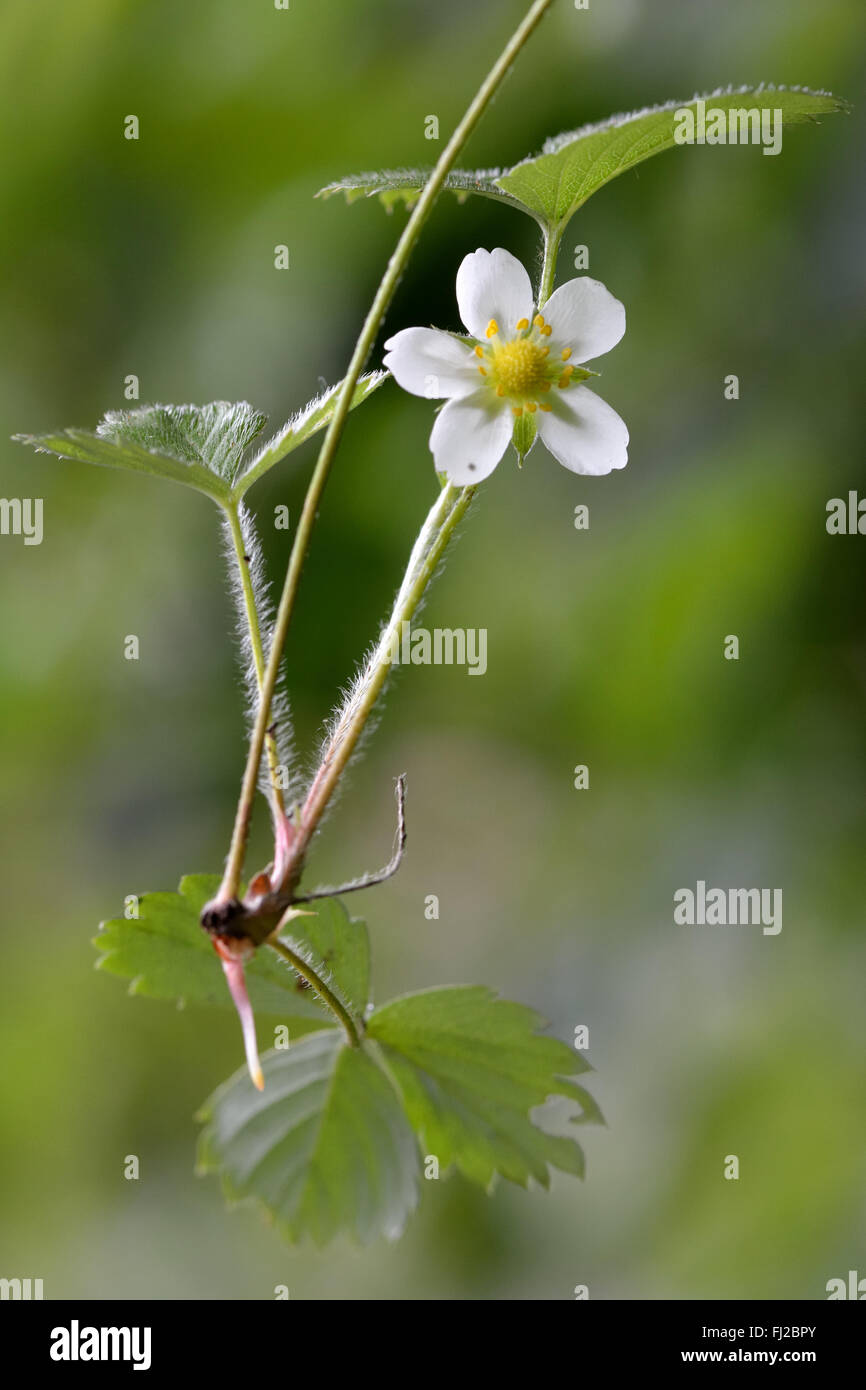 Wild strawberry (Fragaria vesca). Beautiful white flower hanging on stalk of this low growing plant in the rose family, Rosaceae Stock Photo