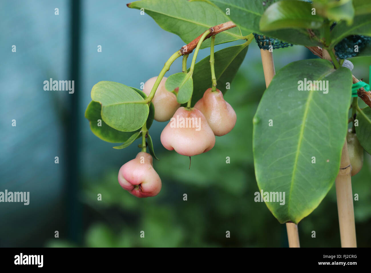 Syzgium samarangense or known as Wax Jambu growing on a  tree Stock Photo