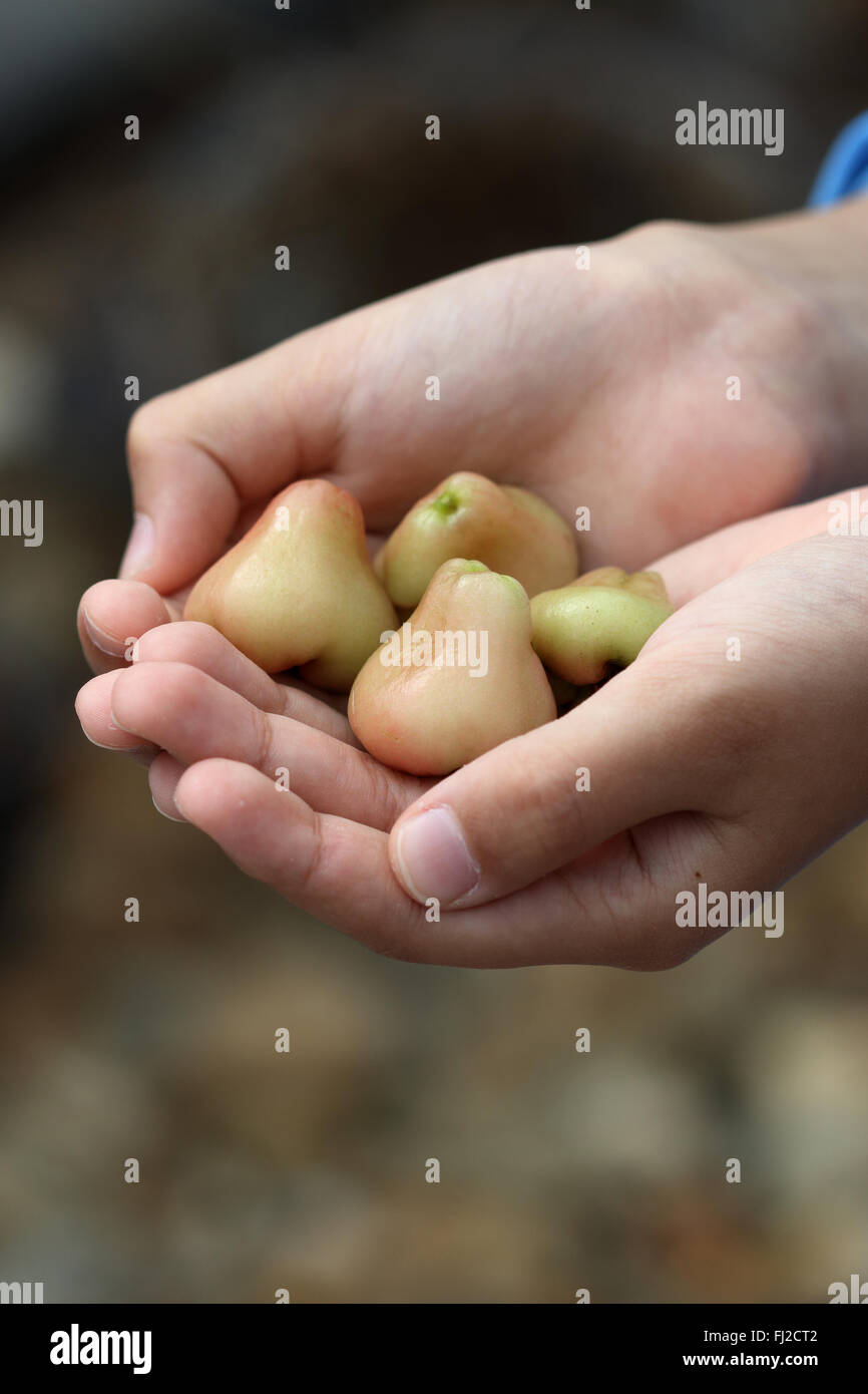 Holding Syzgium samarangense or known as Wax Jambu in hand Stock Photo