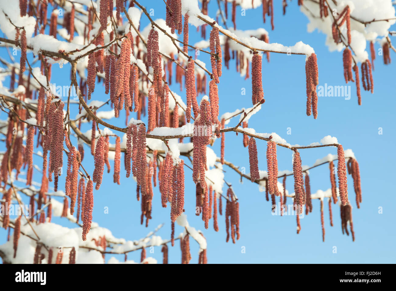 Spring snow melting on branches of alder or birch tree with catkins buds against blue clear sky Stock Photo