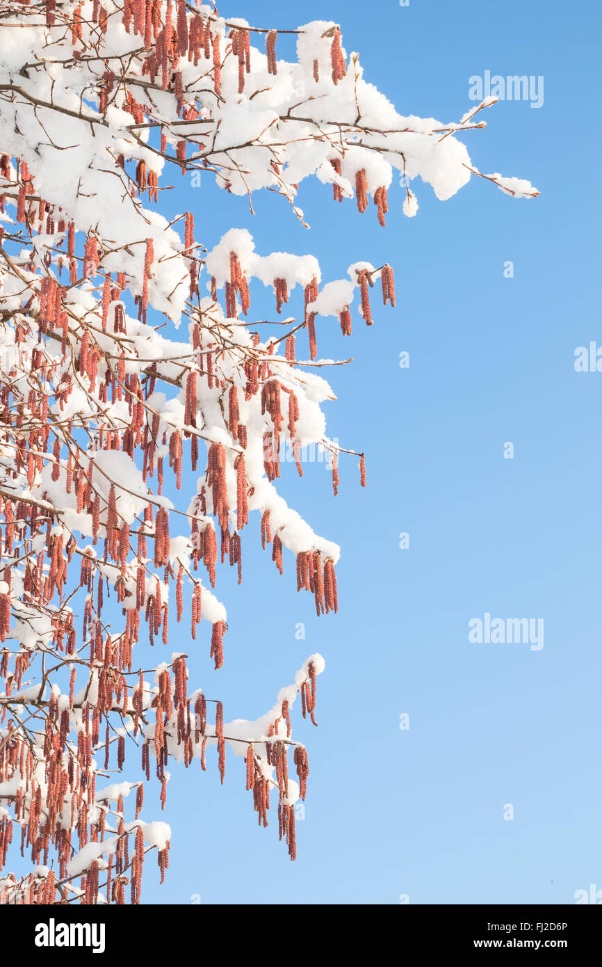 Branches of birch or alder tree with melting snow on catkins buds against clear blue spring sky Stock Photo