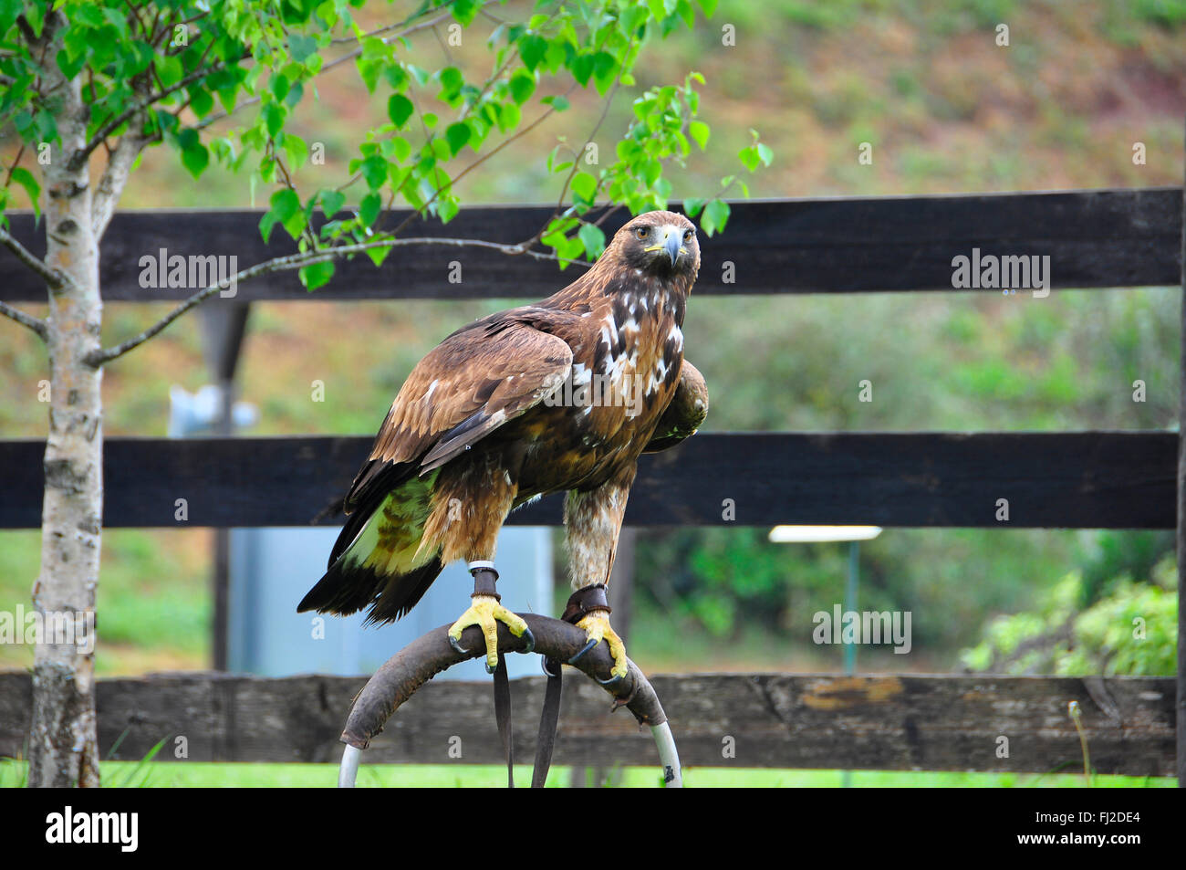 Brown Eagle Stock Photos & Brown Eagle Stock Images Alamy