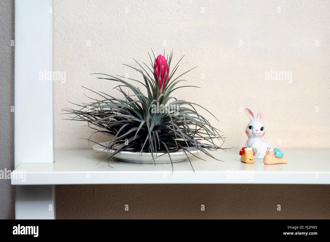 Simple decor on white shelf by tillandsia make home closer to nature. Stock Photo