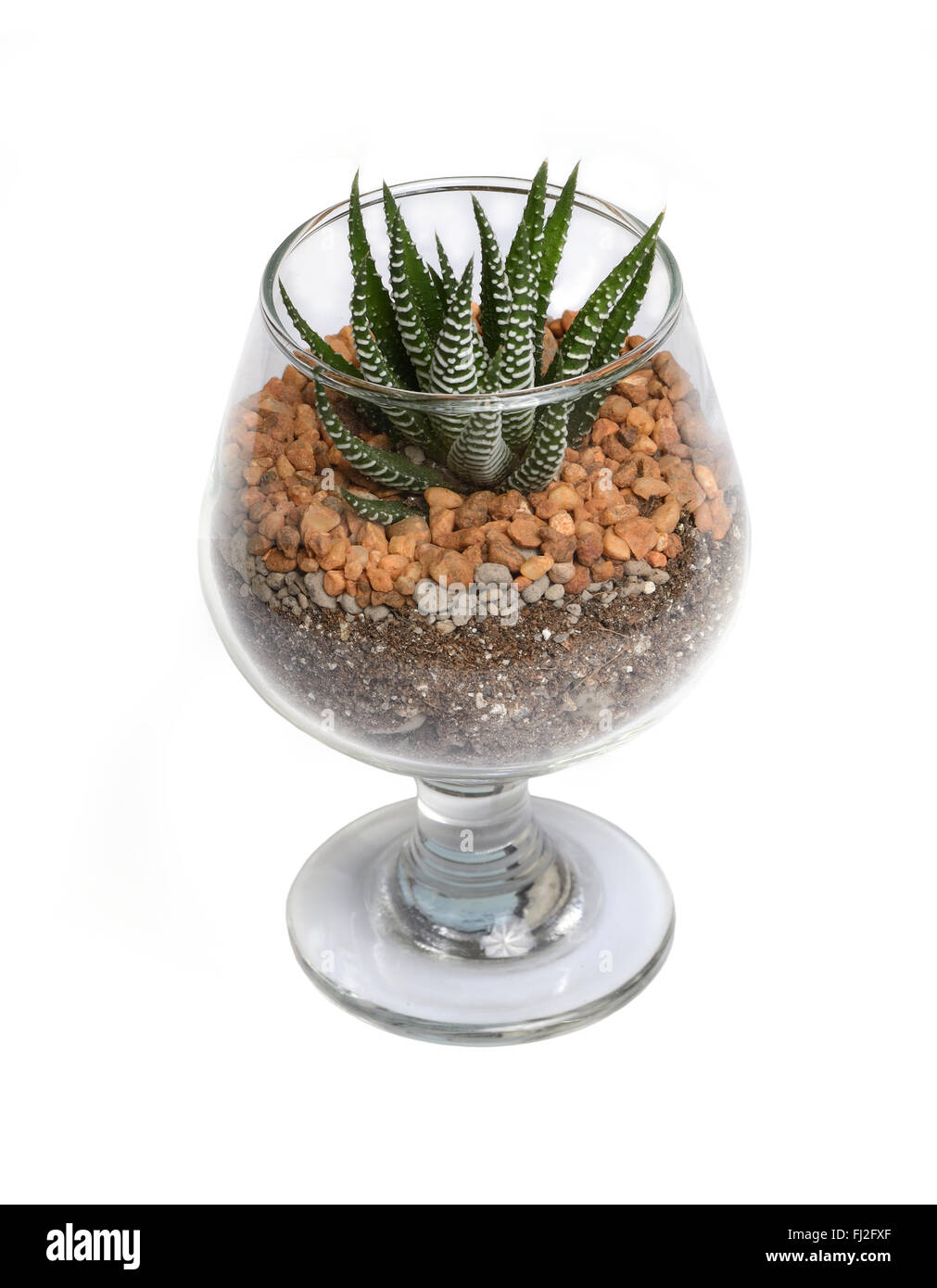 Small cactus in glass on white background Stock Photo - Alamy