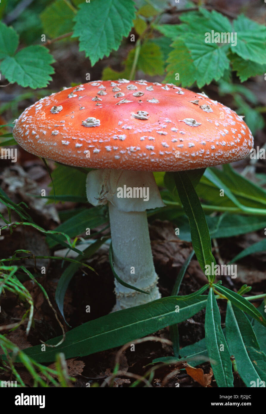 The AMINITA MASCARIA (Agalychnis callidryas) mushroom grows among the lush rainforest undergrowth - KENAI PENINSULA, ALASKA Stock Photo