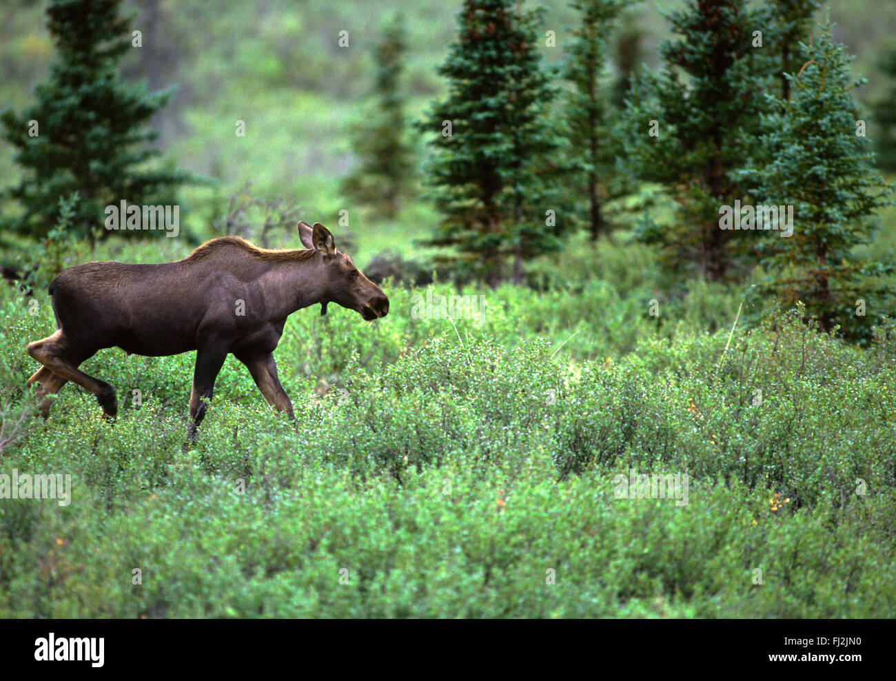 BABY MOOSE - DENALI NATIONAL PARK, ALASKA Stock Photo