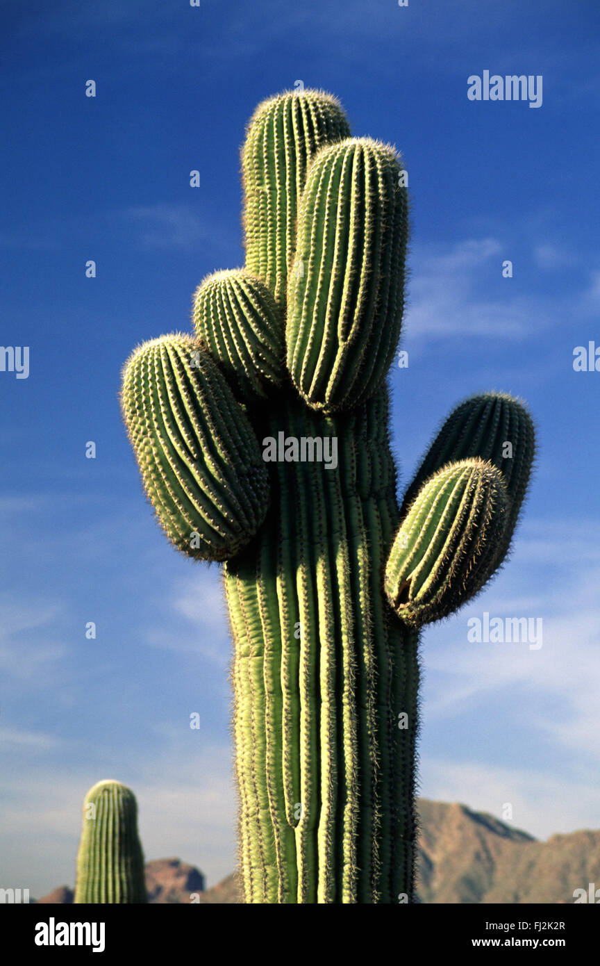 inflatable cactus 46″ Inflatable Cactus Cooler for Parties main image 0