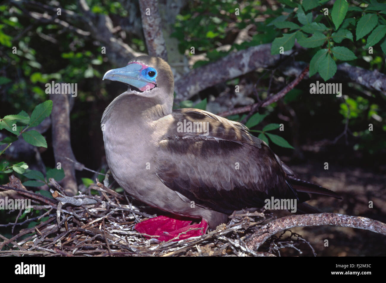 RED-FOOTED BOOBY BIRD (Sula sula), the smallest of the Galapagos boobies -  TOWER ISLAND, GALAPAGOS ISLANDS, ECUADOR Stock Photo - Alamy