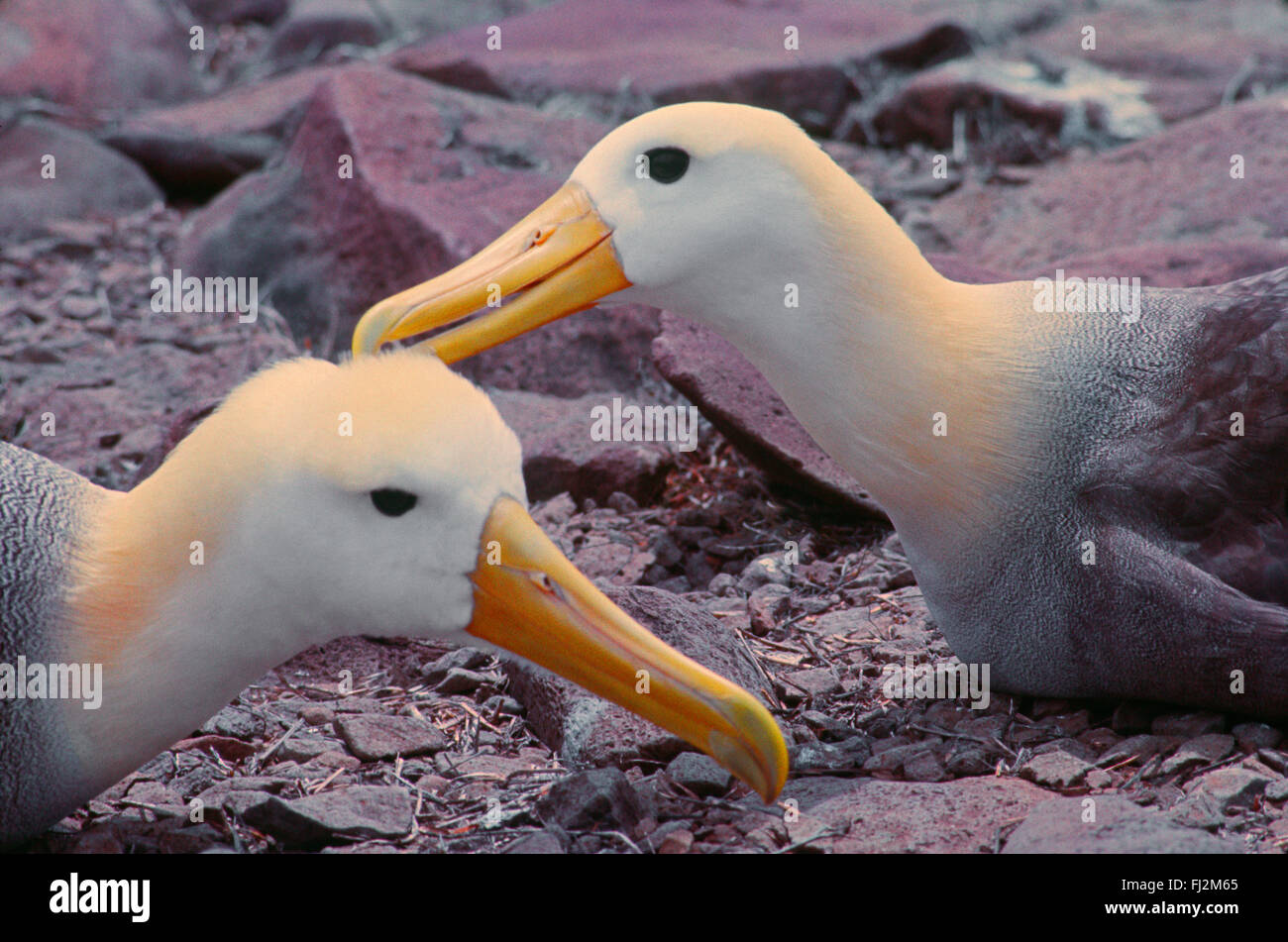 Waved Albatross (Diomedea Irrorata), the largest of the Galapagos sea birds mate for life - Galapagos Islands, Ecuador Stock Photo