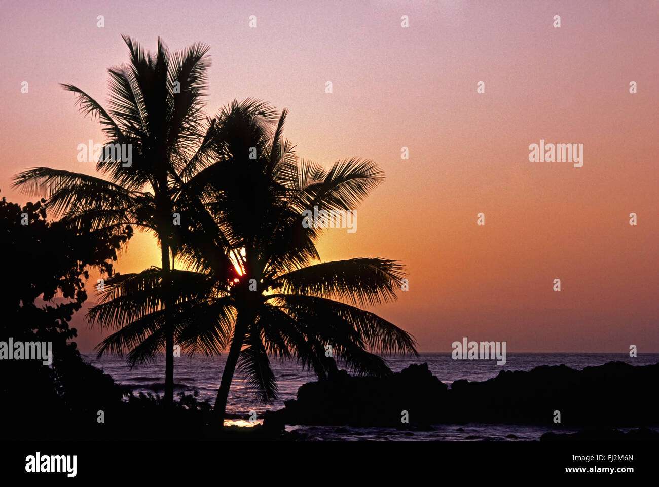 COCONUT PALMS (Cocos nucifera) at SUNSET OAHU, HAWAII Stock Photo Alamy
