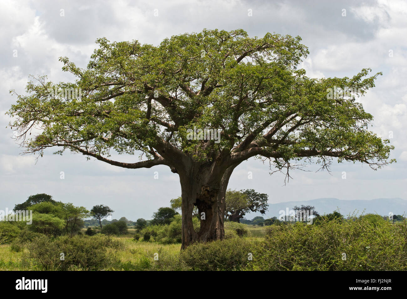 A giant BAOBAB TREE (Adansonia digitata) with a hole through the trunk - TARANGIRE NATIONAL PARK, TANZANIA Stock Photo