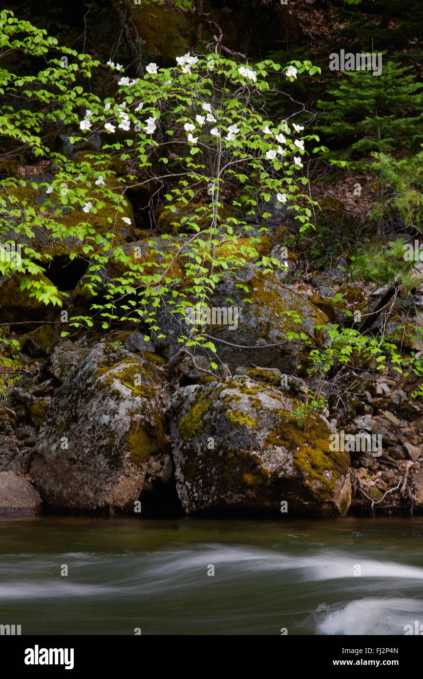 DOGWOOD TREES (family Cornaceae) in bloom along the shore of the MERCED RIVER - YOSEMITE NATIONAL PARK, CALIFORNIA Stock Photo