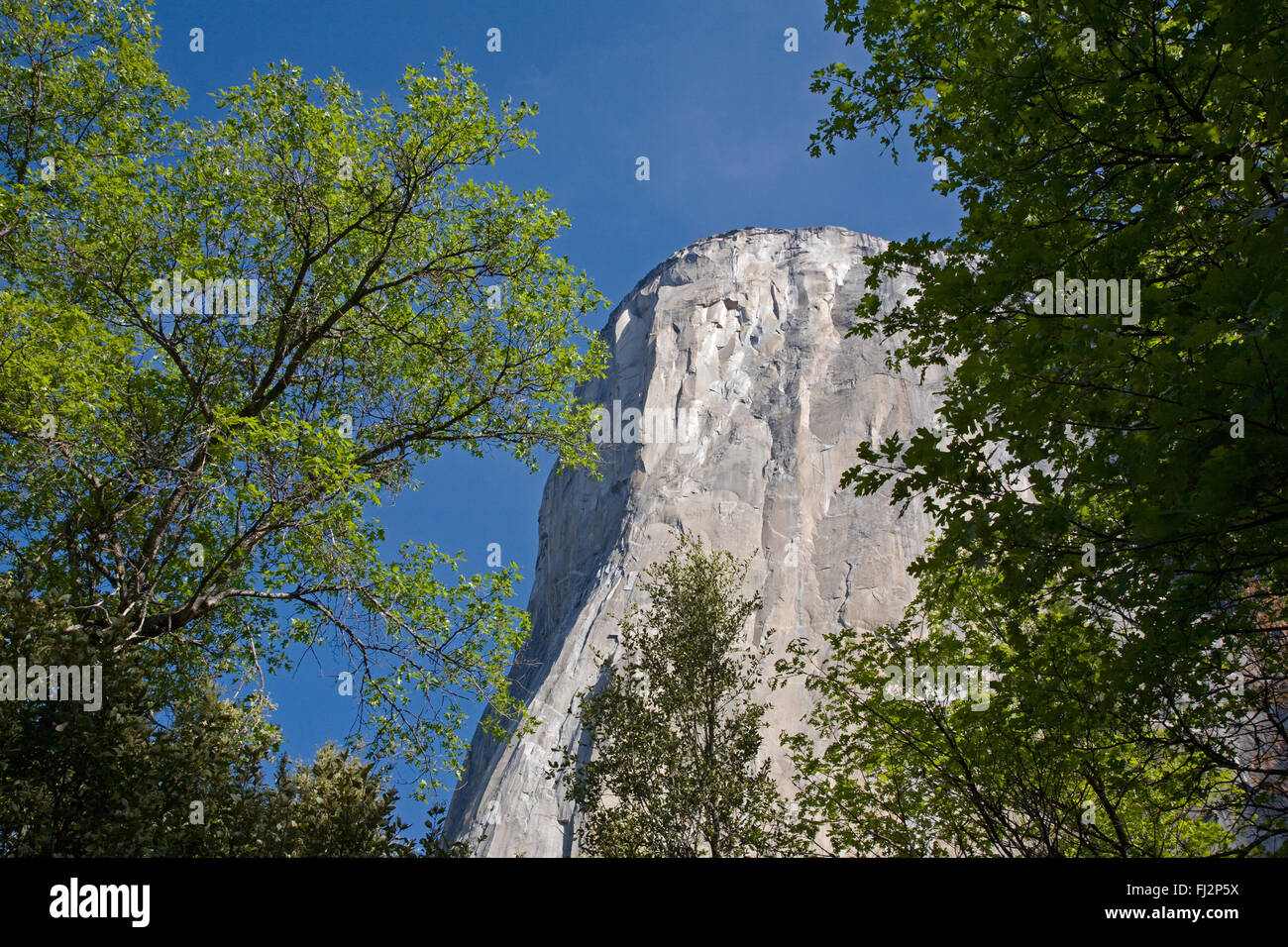 EL CAPITAN as seen through trees in the YOSEMITE VALLEY - YOSEMITE NATIONAL PARK, CALIFORNIA Stock Photo