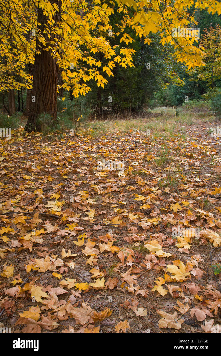 maple-trees-turn-yellow-in-autumn-yosemite-national-park-california