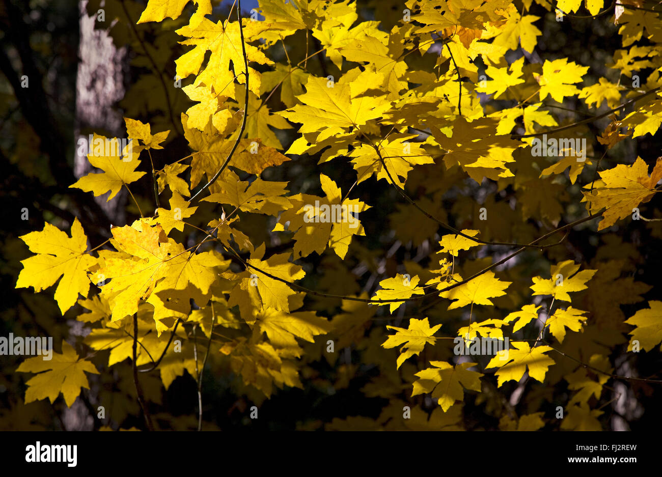 Leaves turn yellow in autumn hi-res stock photography and images - Alamy